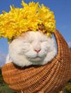 猫叔壁纸