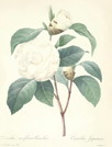 花卉圣经[GO桌面主题]