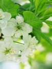 花朵锁屏壁纸