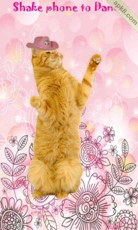 跳舞猫