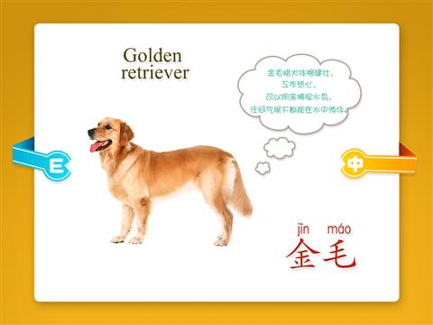 宝宝认知之识别小狗品种大全