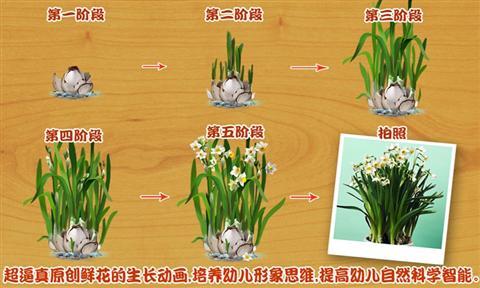 宝宝种鲜花