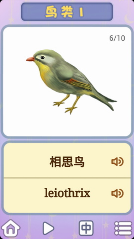 儿童卡片阅读认识小鸟
