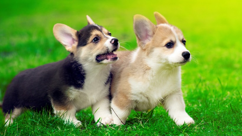 超萌柯基犬手机壁纸