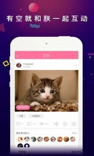 每日一猫