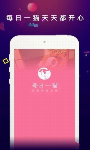 每日一猫